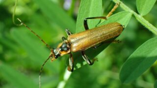 P4230600-ジョウカイボン